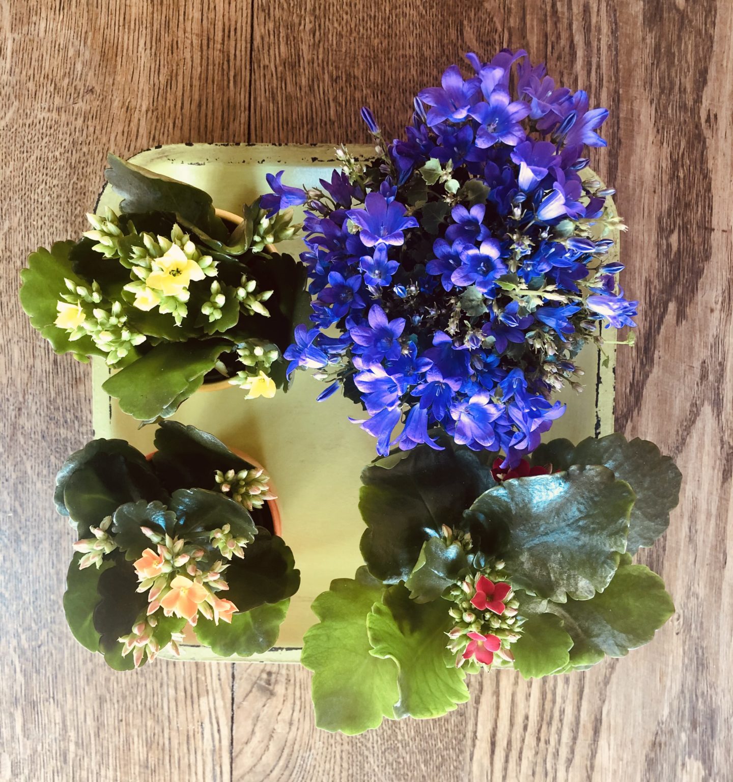 Blumen als Zeichen der Hoffnung Adventkirche Bergisch Gladbach